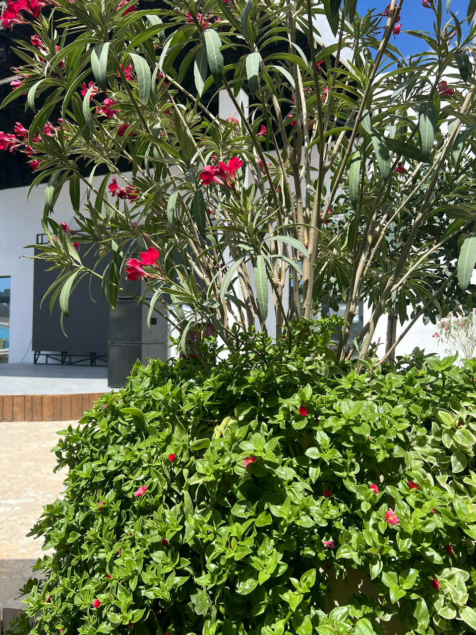 Гостиница Modjo Евпатория-132