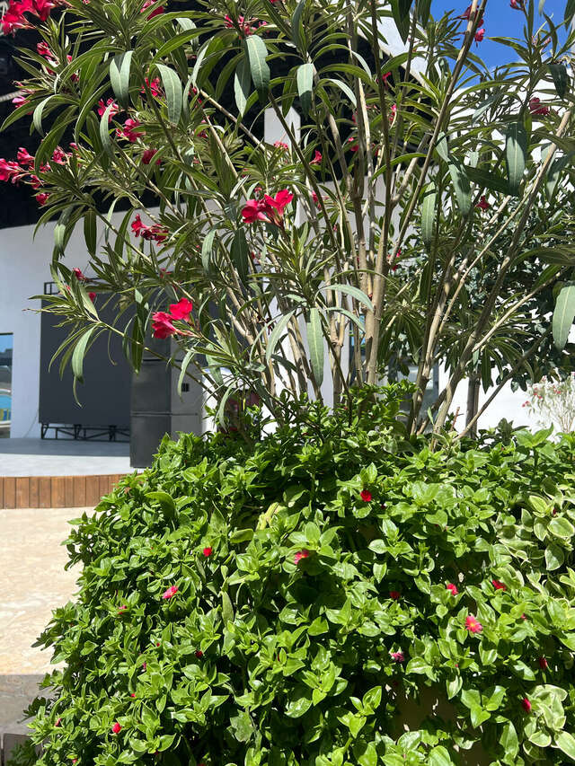 Гостиница Modjo Евпатория-131